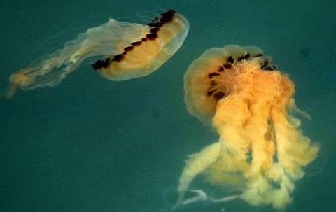 ஜெல்லி மீனுக்குக் கண் உண்டா?