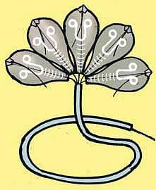 ஐந்து தலைப் பாம்பு﻿ - நீங்களே செய்யலாம்