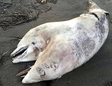 துருக்கியில் கரை ஒதுங்கிய இரண்டு தலை டால்பினை காணவில்லை