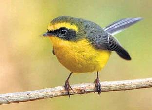 விசிறிவாலியின் நடன தரிசனம்