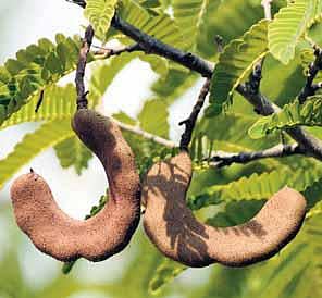 பசுமையின் மறுபெயர் சென்னை