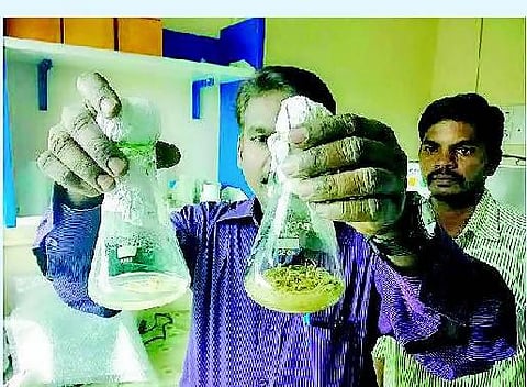 அழிந்துவரும் அரிய தாவரங்களை பாதுகாக்க ரூ.38 லட்சம் ஒதுக்கீடு﻿: திசு வளர்ப்பு முறையில் தாவரங்களை பயிரிட்டு பெரியார் பல்கலை.யில் சாதனை﻿