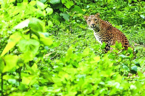 தலைதெறிக்க ஓடிய சிறுத்தை!