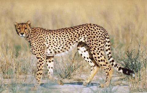 கோடரியால் சிறுத்தைப்புலியை கொன்ற 56 வயது பெண்﻿