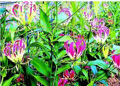 புற்றுநோய்க்கு மருந்தாகும் செங்காந்தள் மலர்﻿: தமிழக அரசின் மாநில மலருக்கு உலக அளவில் வரவேற்பு