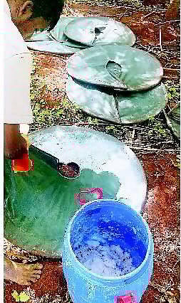 ஏற்றுமதியாகும் பப்பாளி பால்﻿: கூடுதல் லாபத்தால் தேனி விவசாயிகள் மகிழ்ச்சி﻿