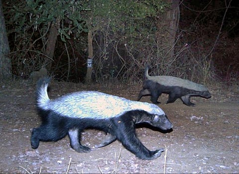 கேமராவில் சிக்கிய ‘தேன் குடிக்கும் குள்ள நரி’