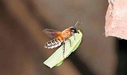 இலைவெட்டி மர்மம்