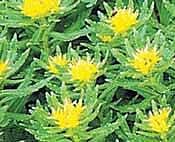 ரோடியோலா என்னும் சஞ்சீவினி