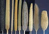 உடலினை உறுதி செய்வோம்