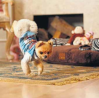 ஒரு நாய்க் குட்டியின் உலக சாதனை