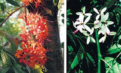 மாதவிடாய் சீராக உதவும் மலைவேம்பு