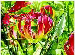 பரவலாகி வரும் செங்காந்தள் மலர் சாகுபடி