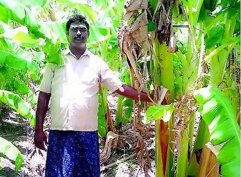 குலை குலையாய் பணம் தரும் வாழை: புதிய உத்தியால் லாபம் ஈட்டும் திருச்சி விவசாயி