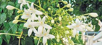 சுண்டியிழுக்கும் வெண்மலர்