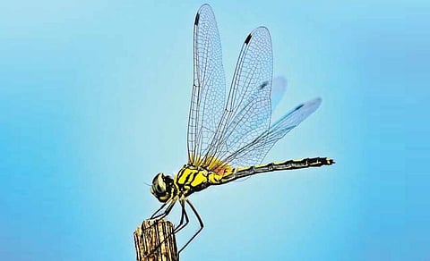 பின்னோக்கிப் பறக்குமா தட்டான்கள்?