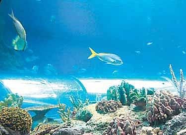 விநோத ஆழ்கடல்!