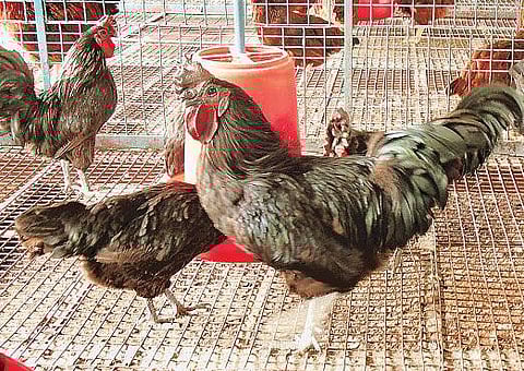 பிரபலமாகி வரும் நாட்டுக் கோழி வளர்ப்பு