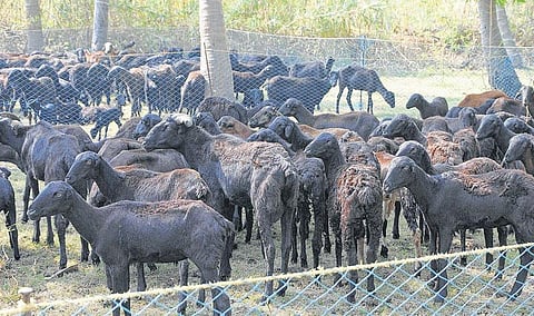 சாதிக்க விரும்பும் இளைஞர்களுக்கு முகநூலில் ஆடு வளர்ப்பு பயிற்சி: சேலம் கால்நடை பல்கலைக்கழகத்தில் புது முயற்சி
