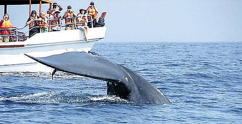 திமிங்கில கழிவான ‘அம்பர்’ மீதான தடை நீங்குமா?﻿- வாசனை திரவிய தயாரிப்பில் விலை உயர்ந்த பொருளாகும்