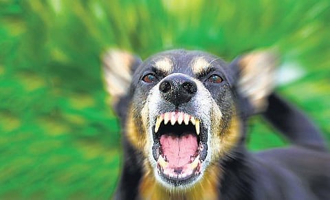 வெறிநாய்க் கடி அசட்டை வேண்டாம்﻿