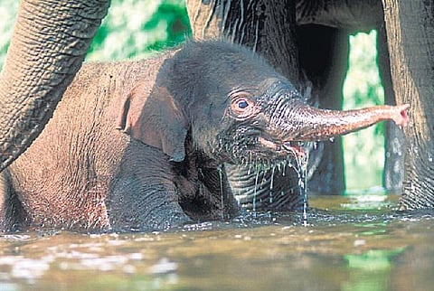 களக்காடு தந்த பரிசுகள்