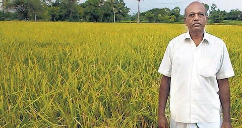 ஒரு ஏக்கரில் 3,875 கிலோ நெல் விளைச்சல்: கால் கிலோ விதையில் நடவு நட்ட பெருமாளின் சாதனை