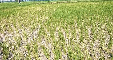 நெற்பயிரில் சாம்பல் சத்து குறைபாடு