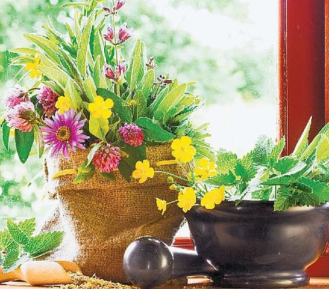 வீட்டுக்குள் செடி வளர்ப்போம்