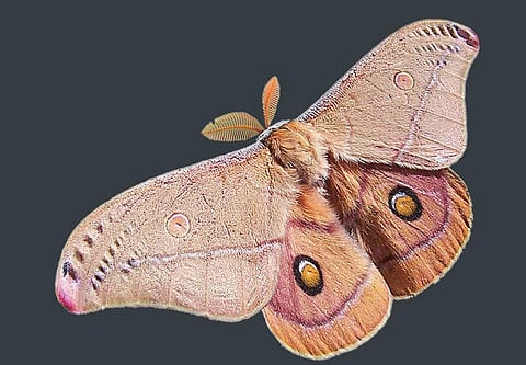 தீபத்தின் இயல்பைக் கண்டறிந்த விட்டில் பூச்சி