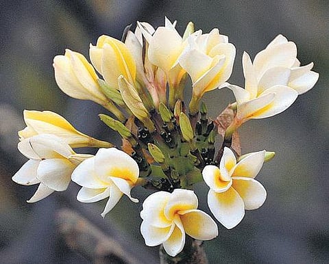 நுனியில் முகிழ்க்கும் நறுமணம்