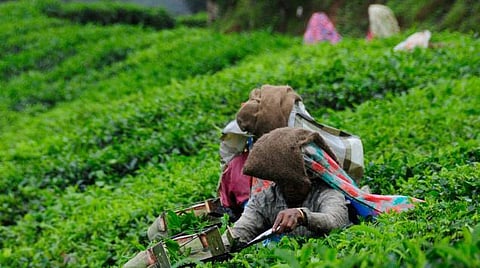 டீயா, விஷமா?