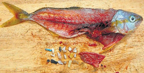 நுண் பிளாஸ்டிக் பயங்கரம்