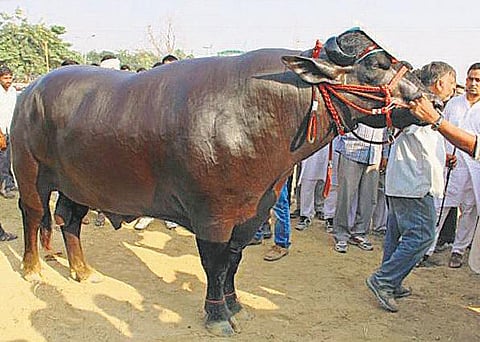 எருமையின் விலை ரூ.7 கோடி﻿