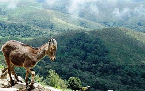 இயற்கையை மொட்டையடிக்கும் பேராசைக் கத்தி!- மெல்ல அழியும் மேற்கு தொடர்ச்சி மலை: நன்னீர் மாசுபடுவதால் 1146 உயிரினங்களுக்கு ஆபத்து