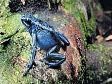 தவளைகள் எங்கே போயின?