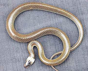 ஒடிசாவில் புதிய வகை பாம்பு