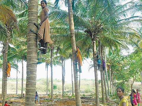 மரமேறும் தைரிய ராணிகள்