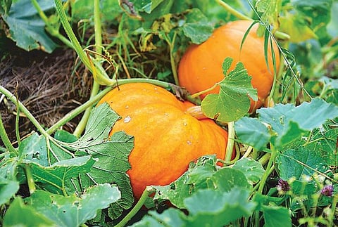 கொடியில் மறைந்த பூசணி