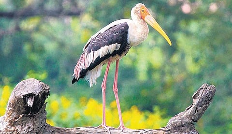 வேடந்தாங்கலும் சங்குவளை நாரையும்