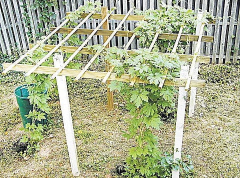 பாகற்கொடியும் பாதுகாப்பும்