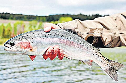 சாப்பிடுவதற்கு மட்டுமா மீன்கள்?