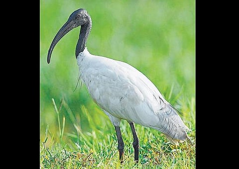 இது வெட்டாத அரிவாள்