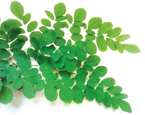 வயிற்று வலி நீக்கும் முருங்கைச் சாறு