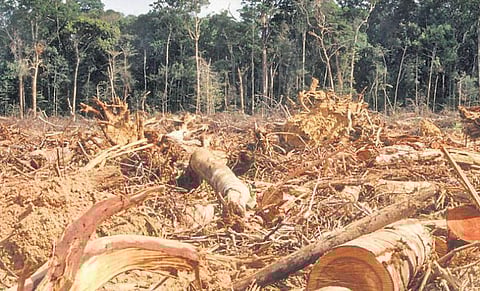காடுகளை அழித்து வாழ்க்கையா?