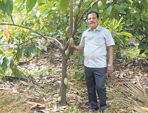 கோகோ சாகுபடி செய்து அதிக வருவாய் ஈட்டும் தேனி விவசாயி