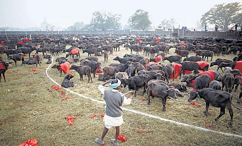உலகின் மிகப்பெரிய கால்நடை பலி திருவிழா: 5 லட்சம் எருமை, ஆடு, மாடுகள் வெட்டப்படுகின்றன﻿