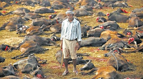 நேபாள கால்நடை பலி திருவிழா: 3 லட்சம் ஆடு, மாடுகள் வெட்டப்பட்டன﻿