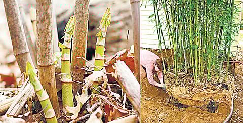 மூங்கிலைப் பயிரிடுவோம்