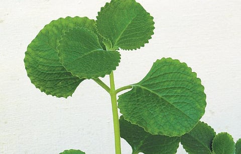 சளி விரட்டும் கற்பூரவல்லி